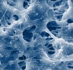 Scaffolding material at 2,200 times magnification